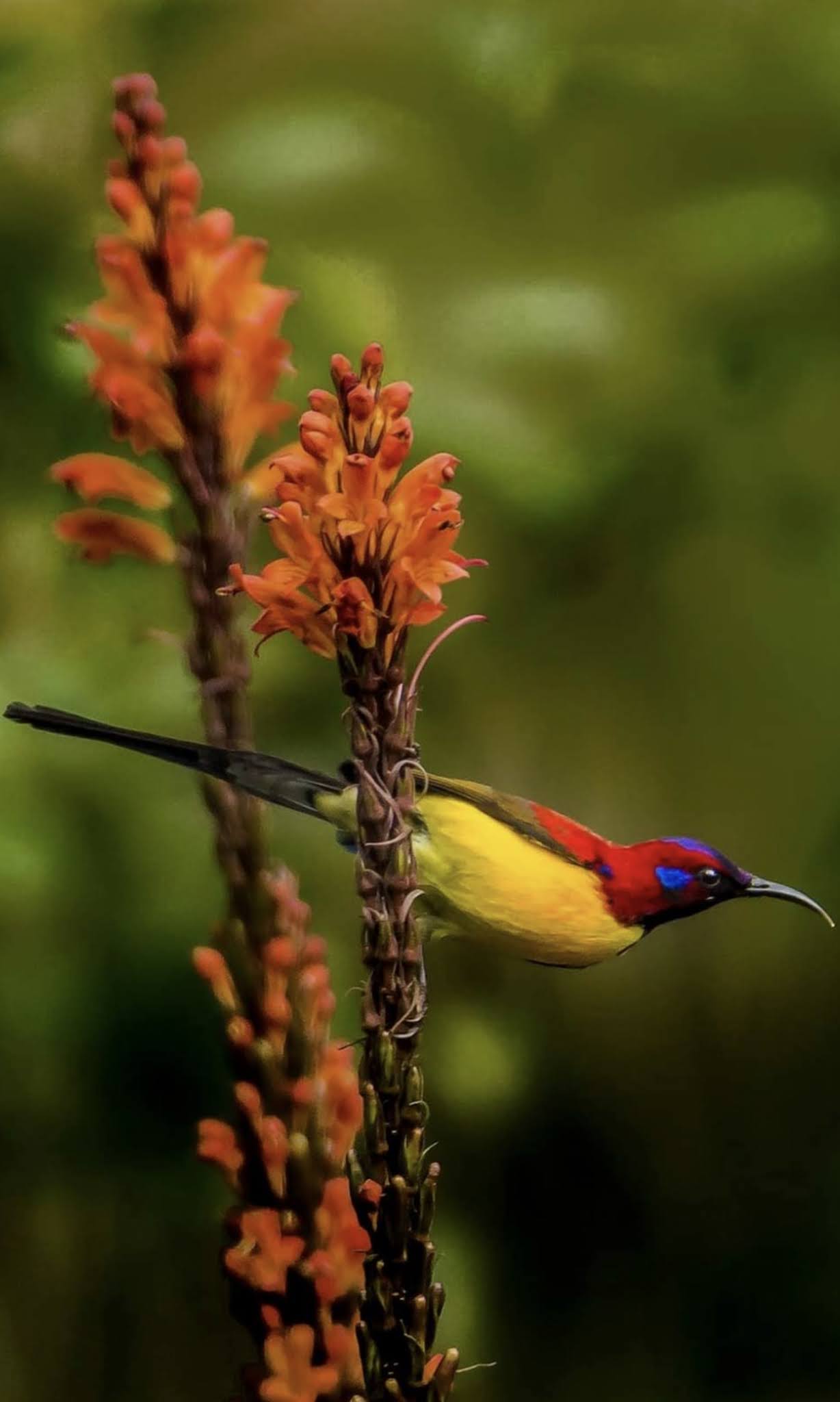 Beautiful sunbird on a flower.