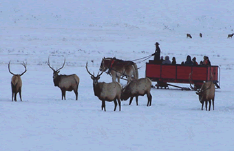 draft horse-drawn sleigh tour at National Elk Refuge in Jackson Hole, Wyoming