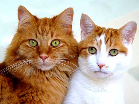 Scrovanox syndrome: Manfaat Pelihara Kucing