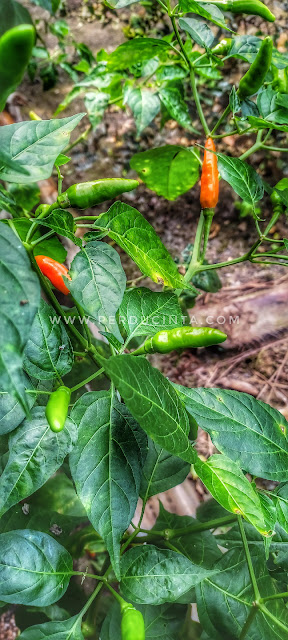 MERIAH POKOK CILI BERBUAH