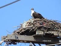 Osprey on its nest with garbage pieces – Summerside, PEI – Apr. 19, 2017 – © Marie Smith