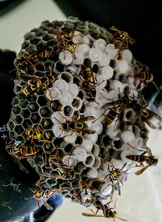 Another Easter egg from our Creator found by scientists. Paper wasps show they are capable of abstract thought, learning, and applying those skills.