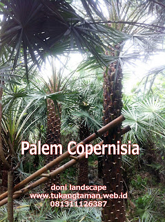 Jual Palem Copernis | Palem Copernisia | Jenis Palem kopernis