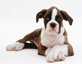 Brindle Boxer Dog pictures