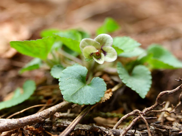 Viola grypoceras