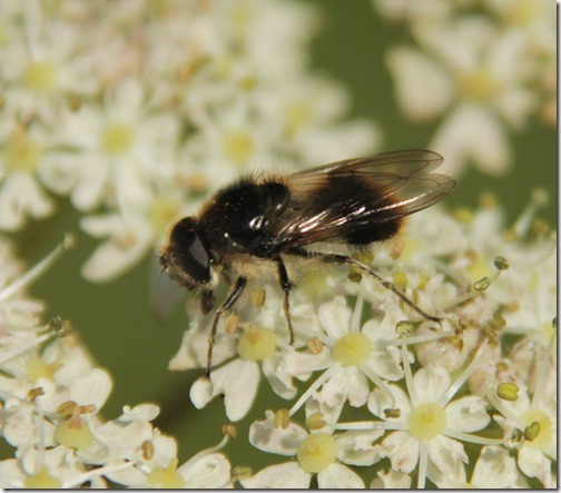 1-hoverfly-1
