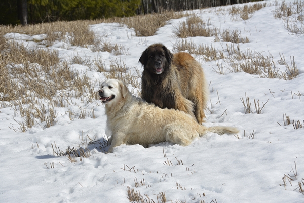 snø i mai golden retriever leonberger