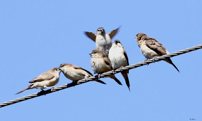 "Indian Silverbill - Euodice malabarica,flock displaying courtship behavior."