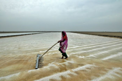 salt is produce at the sea shore