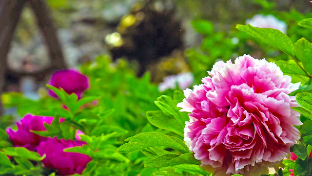 Paeonia flower photograph and introduction