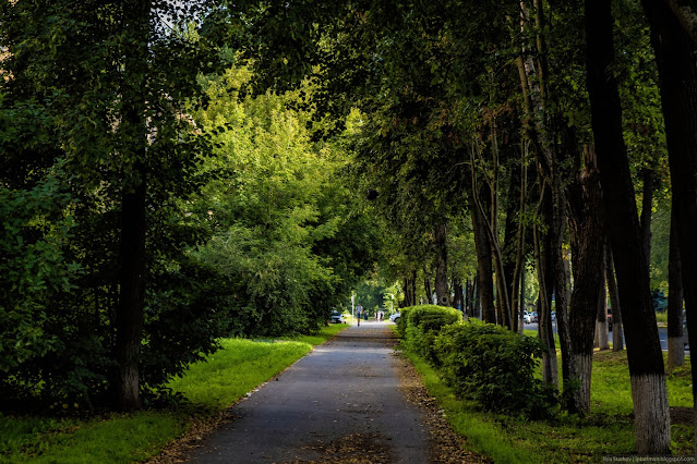 Пешеходная дорожка в тени деревьев