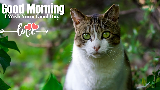 Good morning images with Nice Cat , Good morning Images