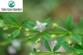 Conheça os Benefícios da Planta Vassourinha para a sua Saúde