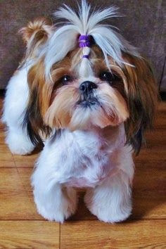 http://cutepuppyanddog.blogspot.com/