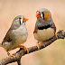 طائر الزيبرا - zebra finch