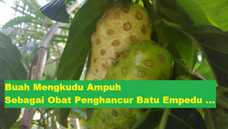 Buah Mengkudu Ampuh Sebagai Obat Penghancur Batu Empedu