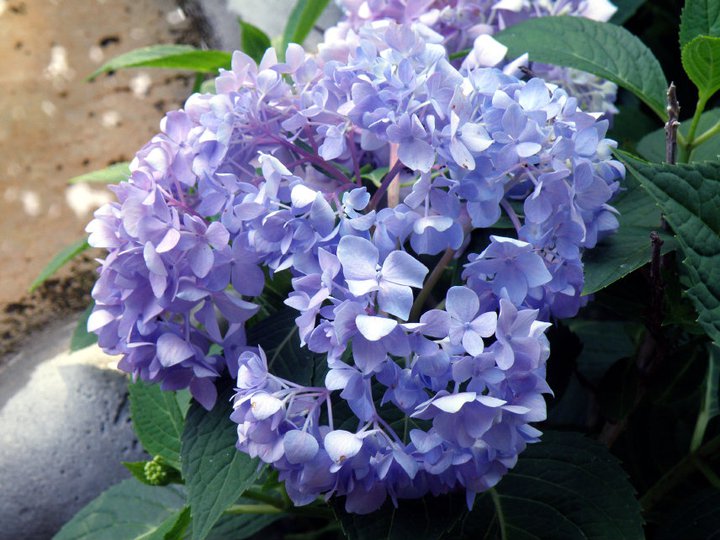 My Carolina Yard: Hydrangea Care: Pruning