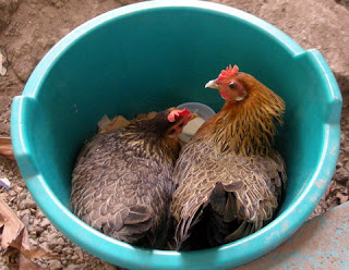 broody hens, La Ceiba, Honduras