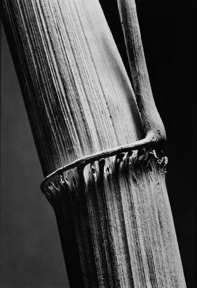 Photograph Andreas Feininger/ Photograph Andreas Feininger/