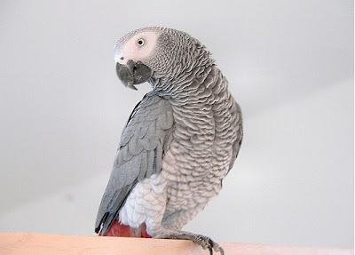 African Grey Parrot Bird Pictures