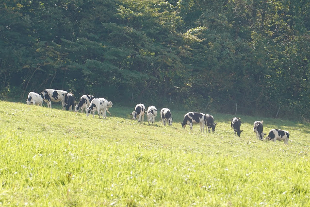 鳥取県西伯郡伯耆町小林　大山放牧場