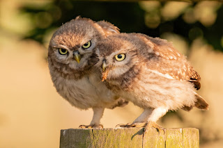 Little Owl DFBridgeman