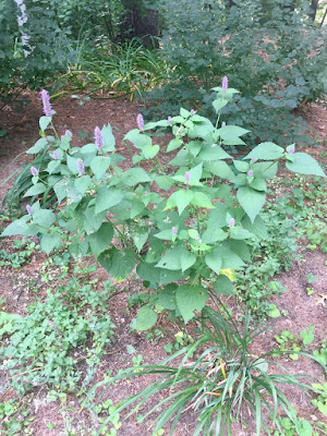 Agastache foeniculum (we think) 2019 Herb of the Year