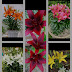 Lilium Lily bulb available