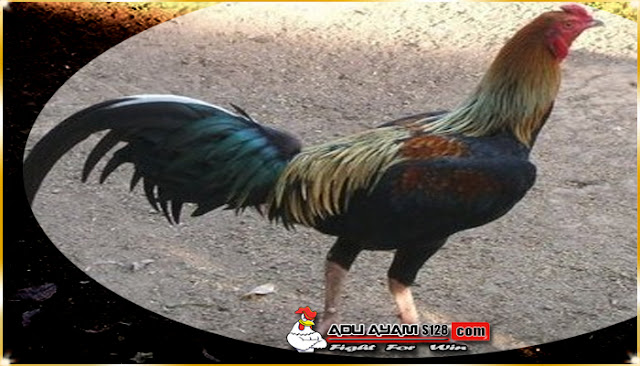 Agen Sm558 - Ciri Gaya Tarung Ayam Birma Asli 