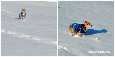 Scooby the chihuahua in the snow