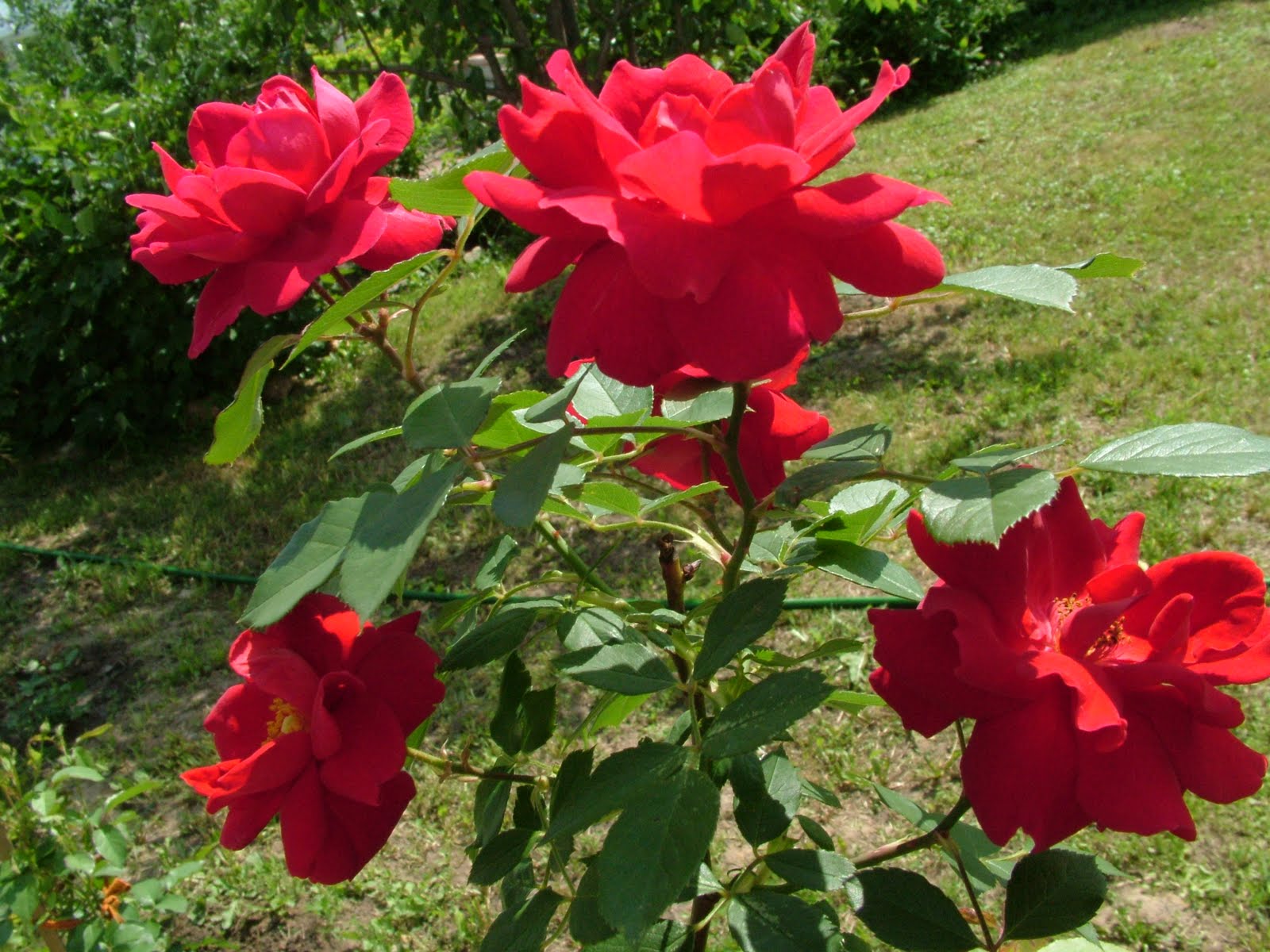 red+rose+flowers+wallpapers