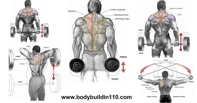 4 Best Trapezius Exercises For Size and Strength