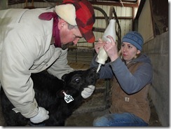 Calving 073