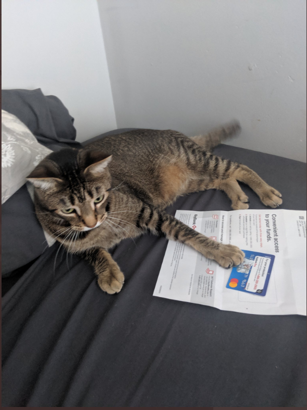 A cat lying on a bed