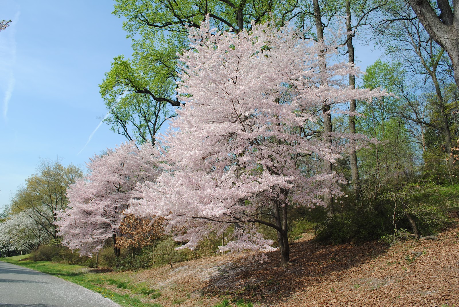 Terra Firma Adventures In Organic Urban Gardening Cherry Blossom Centennial