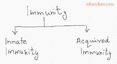 Class 12 - Biology - Understanding Immunity (Q & A) - Chapter: Human Health and Diseases (#class12Biology)(#cbsenotes)(#eduvictors)(#immunity)