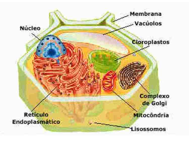 imagenes de la celula vegetal. celula vegetal e animal.