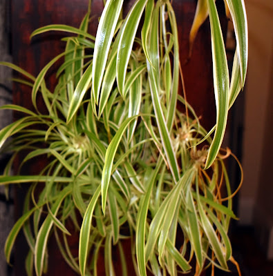 spider plant houseplant