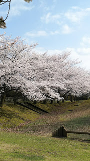 黒部市宮野運動公園の花見　桜の木