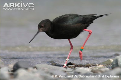 Black Stilt