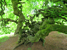 Parkanaur Forest Park Parasol Beech Trees