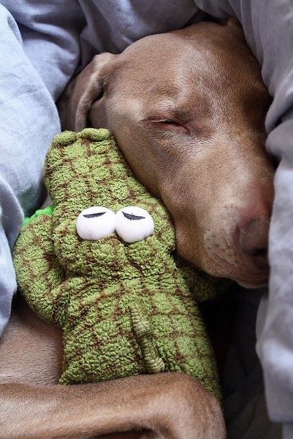 pinterest favorite - dog sleeping with stuffed alligator