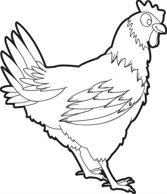 Gambar Mewarnai Ayam