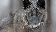 ice black wolf. ice black wolf. Posted 16th September 2012 by tanjeer nabil