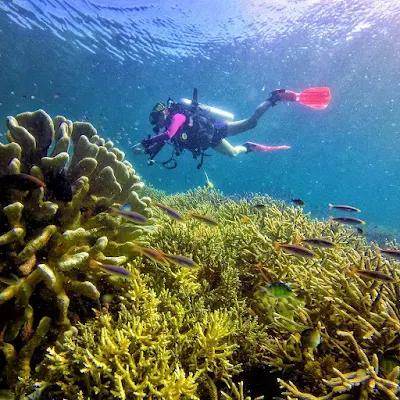 foto diving bawah laut raja ampat