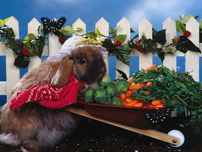 cute animal wallpapers. Cute Animal Wallpapers.