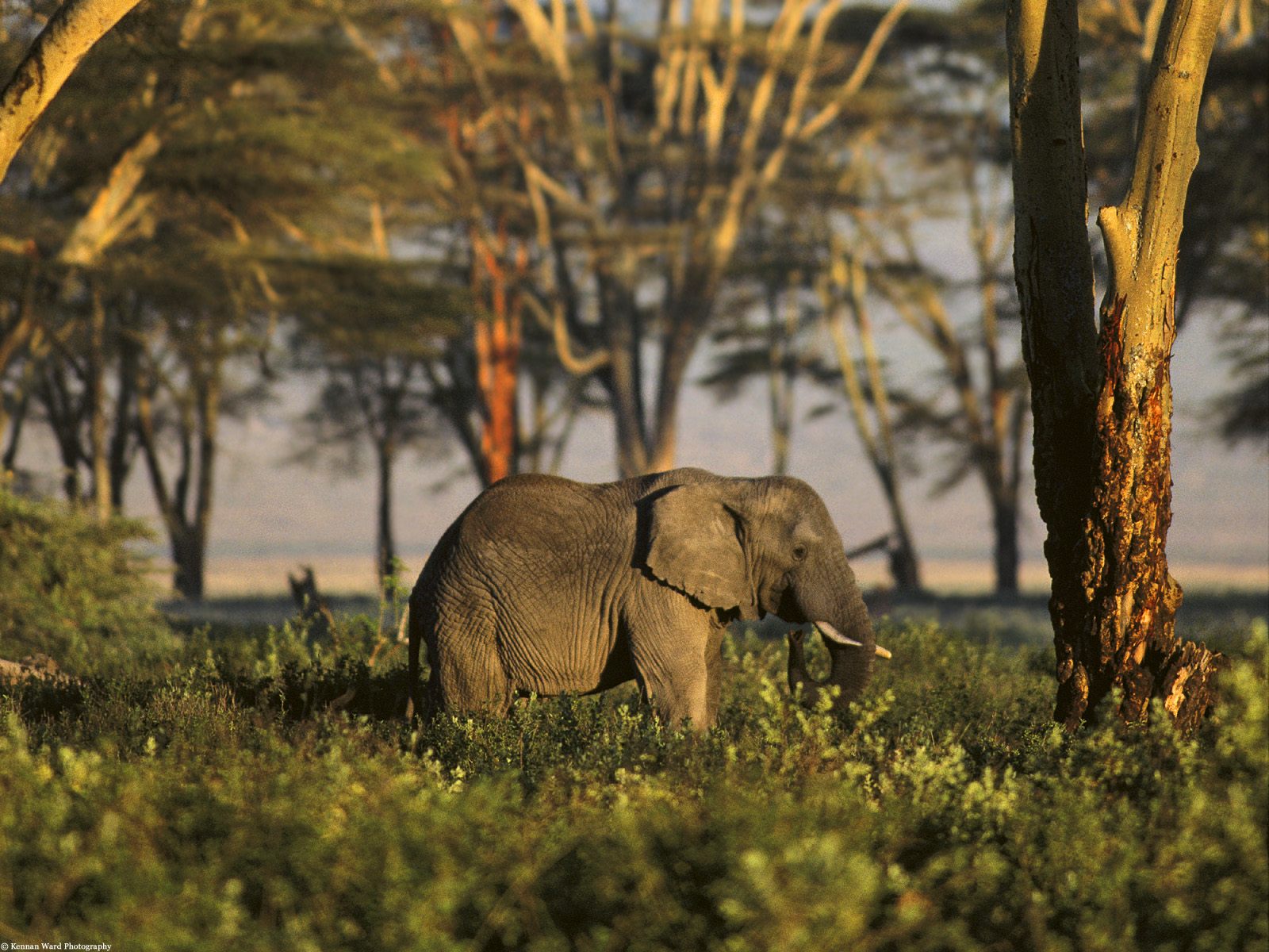  gambar  gajah  foto  gajah 