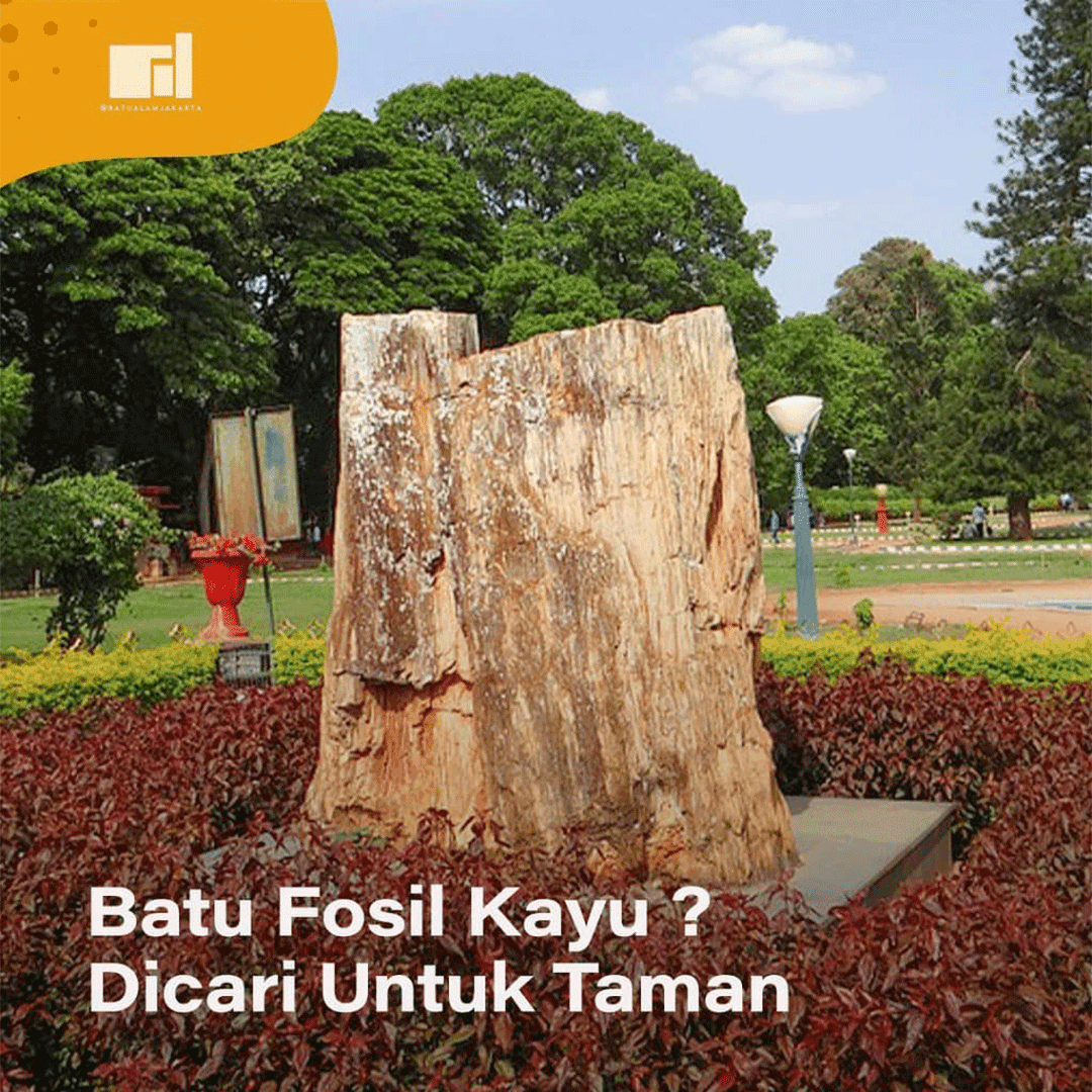 fosil kayu