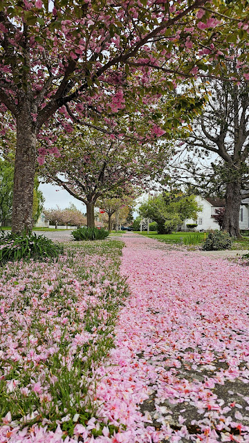 Cherry bloosom and petals on the ground