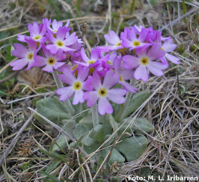 Primavera (Primula magellanica)